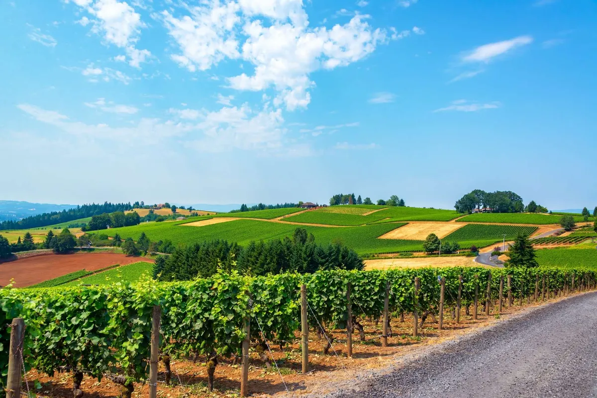 A panoramic view of lush vineyards rolling across gentle hills beneath a bright blue sky, with a pathway winding through the vines. The landscape evokes a feeling of openness and invites exploration and wine tasting.