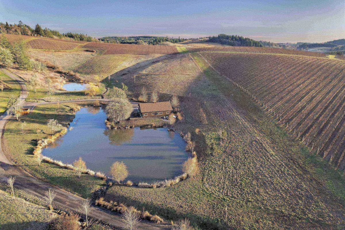 A sweeping view of the house nestled among vines and trees, with the serene pond in the foreground. The landscape invites guests to explore, play games, or simply relax by the water, encapsulating the rural charm and vineyard backdrop mentioned in the content.